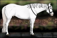 Horse Color:Palomino Roan Appaloosa