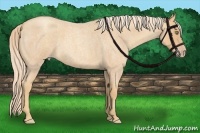 Horse Color:Gold Champagne Roan