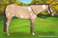 Horse Color:White Spotted Amber Champagne 