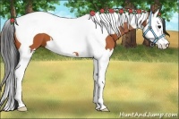 Horse Color:Bay Splash Tobiano 