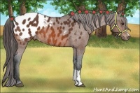 Horse Color:Bay Appaloosa 