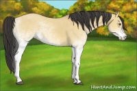 Horse Color:White Spotted Buckskin Dun 
