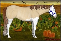Horse Color:Red Dun Splash Rabicano