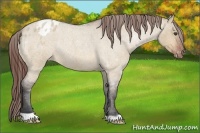 Horse Color:Bay Roan Dun Appaloosa Rabicano