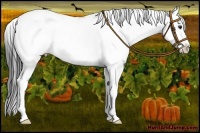 Horse Color:Bay Dun Sabino Rabicano