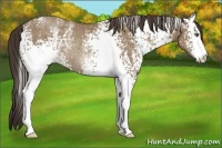 Horse Color:White Spotted Classic Champagne Rabicano