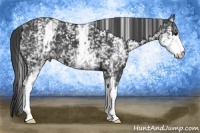 Horse Color:White Spotted Smoky Black
