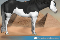 Horse Color:Gray Smoky Black Splash 