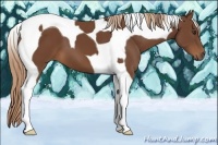 Horse Color:Chestnut Tobiano