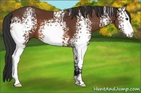 Horse Color:White Spotted Bay 
