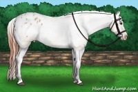 Horse Color:Bay Dun Appaloosa