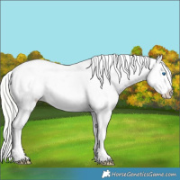Horse Color:Silver Amber Champagne Roan Dun Splash Frame Appaloosa 