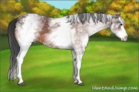 Horse Color:White Spotted Bay Splash 