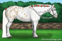 Horse Color:Silver Bay Dun Sabino Appaloosa 