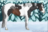 Horse Color:Brown Sabino Splash Tobiano 