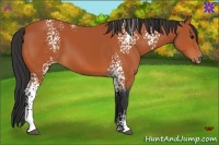 Horse Color:White Spotted Bay 