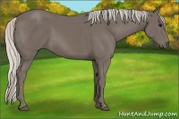 Horse Color:Silver Smoky Black 