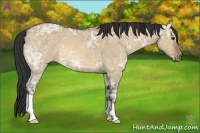 Horse Color:Bay Ice Dun 