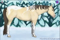 Horse Color:Amber Cream Champagne Dun Tobiano 