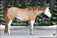 Horse Color:Bay Pearl Splash Rabicano