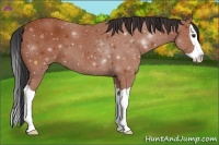 Horse Color:Bay Splash 