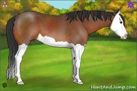 Horse Color:Bay Splash 