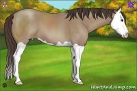 Horse Color:Classic Champagne Splash