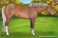 Horse Color:Silver Bay 