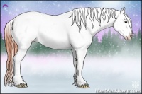 Horse Color:Brown Dun Appaloosa 