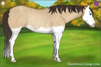 Horse Color:Amber Champagne Dun Splash Rabicano