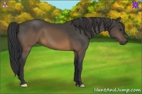 Horse Color:Buckskin Frame 