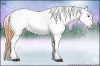 Horse Color:Bay Varnish Rabicano 