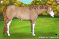 Horse Color:Chestnut Sabino Rabicano