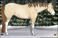Horse Color:Bay Pearl Dun Sabino 