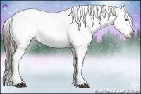 Horse Color:Black Appaloosa Rabicano 
