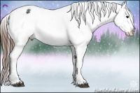 Horse Color:Brown Appaloosa