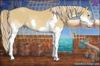Horse Color:Red Dun Splash