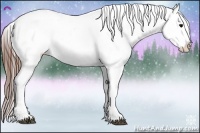 Horse Color:Brown Appaloosa 