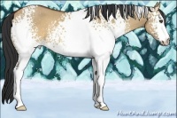 Horse Color:White Spotted Brown Dun