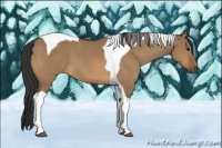 Horse Color:Bay Dun Tobiano 