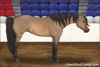 Horse Color:Bay Dun