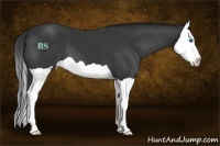 Horse Color:Black Splash 