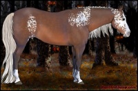 Horse Color:White Spotted Silver Brown Splash