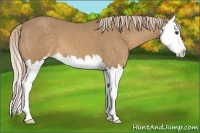 Horse Color:Palomino Sabino Splash 