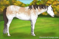 Horse Color:White Spotted Amber Champagne Splash 
