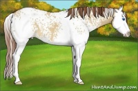 Horse Color:White Spotted Red Dun Splash 