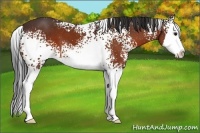 Horse Color:White Spotted Bay Splash