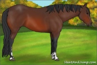 Horse Color:Bay Sabino 
