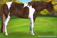 Horse Color:Chestnut Ice Tobiano 