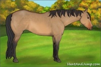 Horse Color:Bay Dun Sabino 